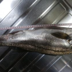 ジグサビキ　ワインド　シーバス