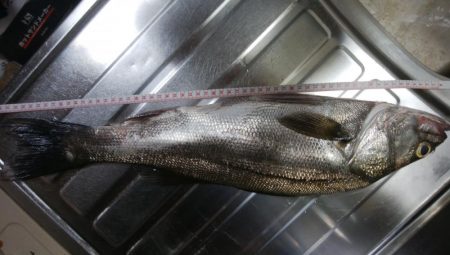 ジグサビキ　ワインド　シーバス