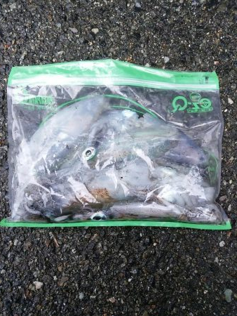 マズメは釣れる