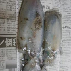 アオリイカ2杯 胴長16センチ!!
