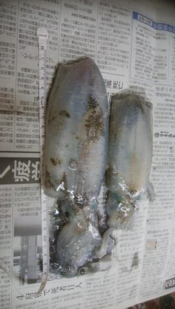 アオリイカ2杯 胴長16センチ!!