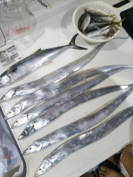 岸和田一文字でタチウオ&サゴシ等