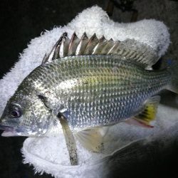 南港フェリーヘチ釣り （小キビレ、小真チヌ、ガシラ 釣果有）