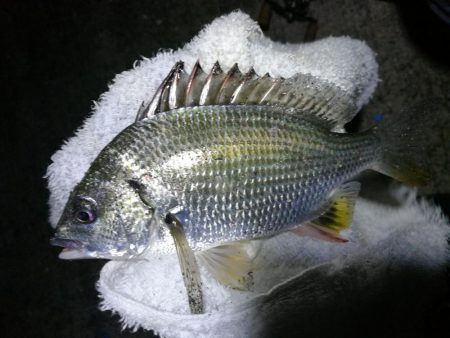 南港フェリーヘチ釣り （小キビレ、小真チヌ、ガシラ 釣果有）