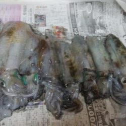 朝マズメ アオリイカ8杯!!!