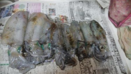 朝マズメ アオリイカ8杯!!!