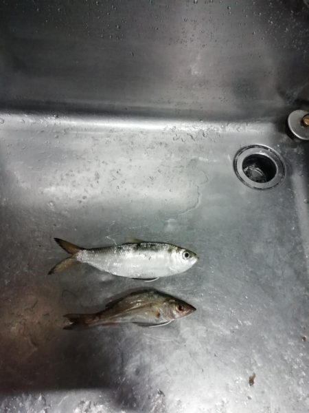 イワシフライを！