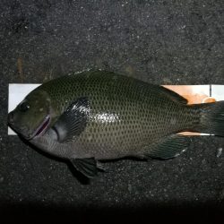 南港フェリーヘチ釣り (小キビレ、小メジナ、ガシラ 釣果有)