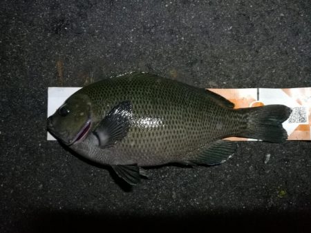 南港フェリーヘチ釣り (小キビレ、小メジナ、ガシラ 釣果有)