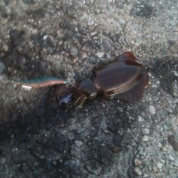 マズメにアオリイカ4杯！！