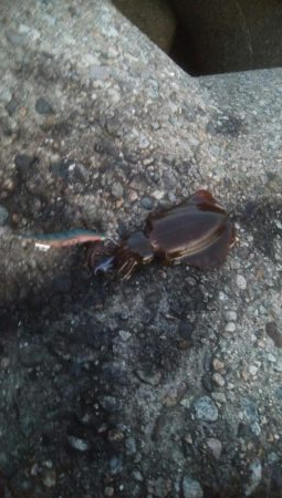 マズメにアオリイカ4杯！！