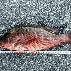 台風からの贈り物、ウィードエリア