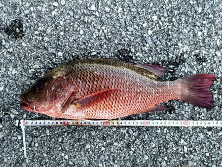 台風からの贈り物、ウィードエリア