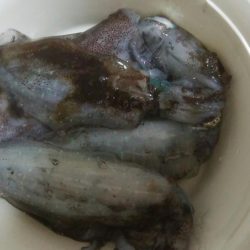 朝マズメ　アオリイカ4杯！！