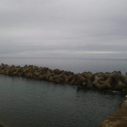 アオリイカ 朝マズメ狙い 8杯!