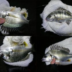 南港フェリーヘチ釣り （小雨降る中～小キビレ、小真チヌ、小メジナ、釣果有り）