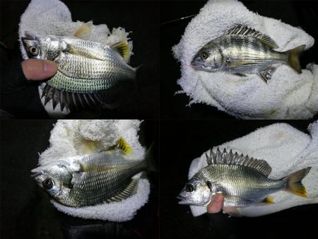 南港フェリーヘチ釣り （小雨降る中～小キビレ、小真チヌ、小メジナ、釣果有り）