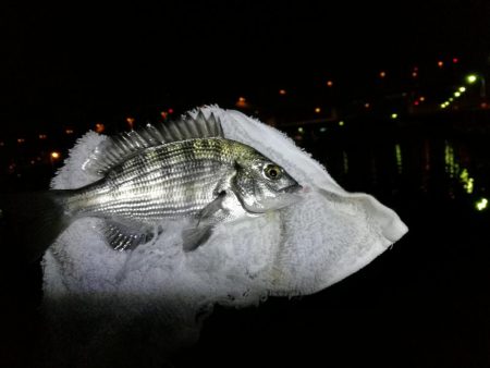 渋めの南港フェリーヘチ釣り （真チヌ、小キビレ、釣果）