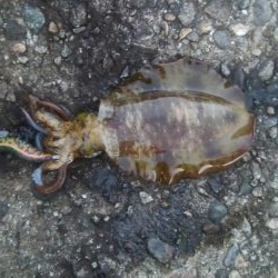 祝 アオリちゃん 100杯達成!!!