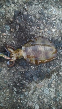 祝 アオリちゃん 100杯達成!!!