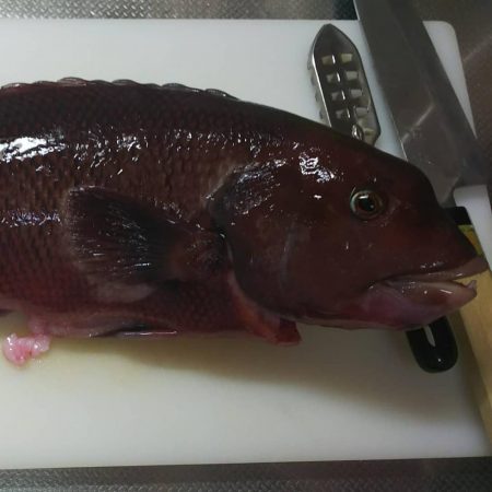 落とし込みで波止のモンスター