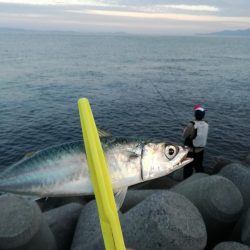 タチウオ　ハマチ