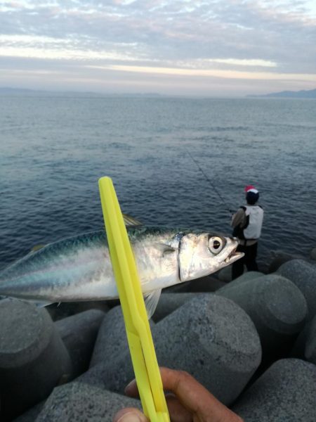 タチウオ　ハマチ