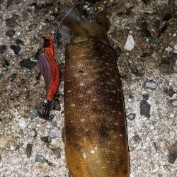 秋アオリイカエギング