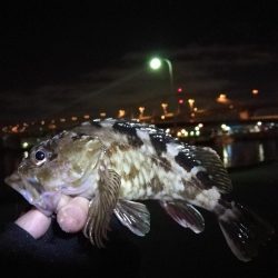 南港フェリーヘチ釣り （小キビレ、ガシラ 釣果）