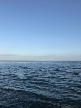 ベイトわんさか