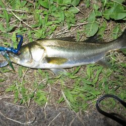 久しぶりの湾奧釣行でシーバスキャッチ!