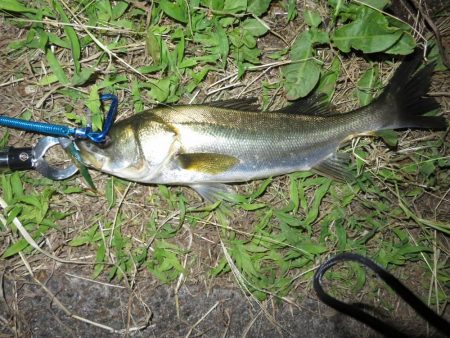 久しぶりの湾奧釣行でシーバスキャッチ！