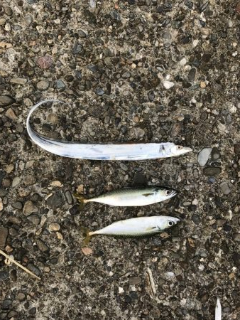 ライトショアジギング2目