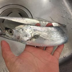 波高い中のタチウオ