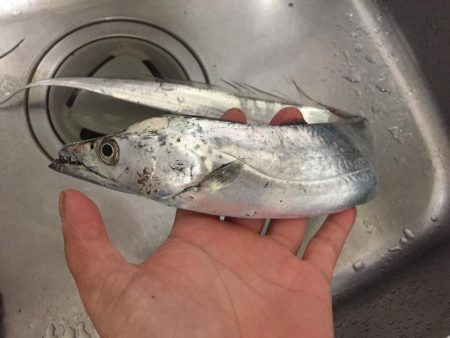 波高い中のタチウオ