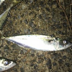 タチウオ・サバ