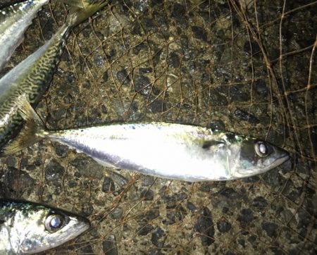 タチウオ・サバ