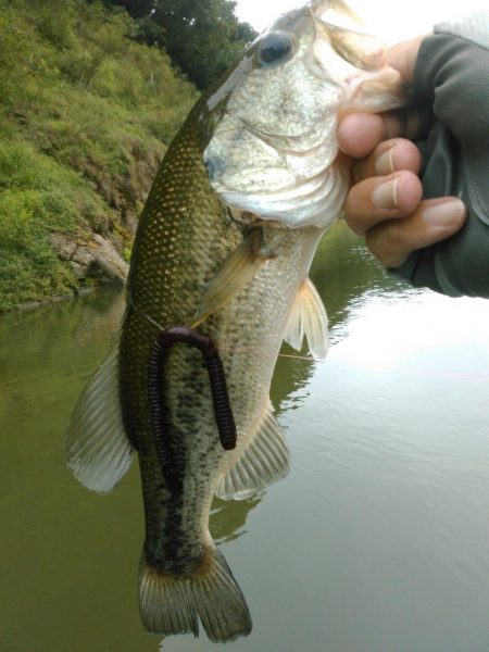 水温急低下ですがバスの食い気はあります。