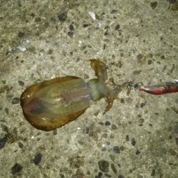 ナイトエギング