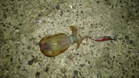 ナイトエギング