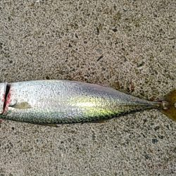 ライトショアジギング