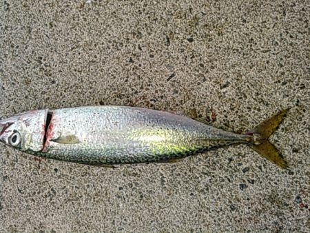 ライトショアジギング