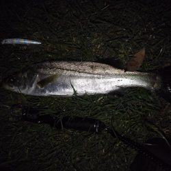 リバーシーバス