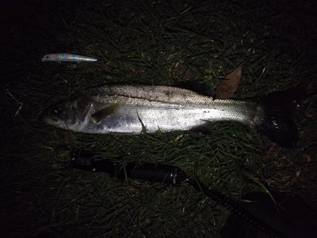 リバーシーバス