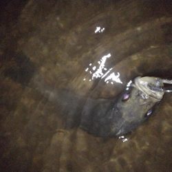 リバーシーバス