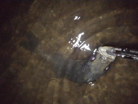 リバーシーバス