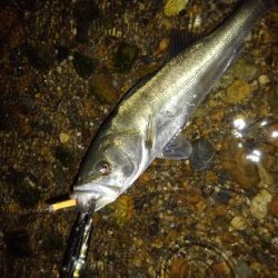 リバーシーバス