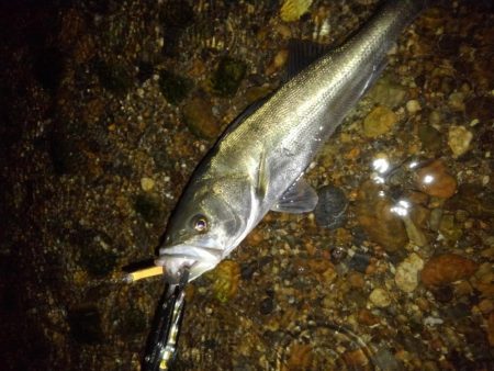 リバーシーバス