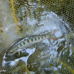 渓流釣り・アマゴ