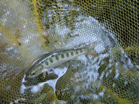 渓流釣り・アマゴ